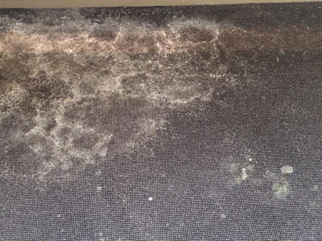 mould on a carpet requiring replacement