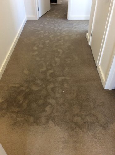 water damage drying of a solution dyed nylon carpet in a hallway