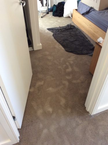 water damage drying of a solution dyed nylon carpet in a bedroom